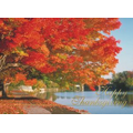Autumn Trails Thanksgiving card